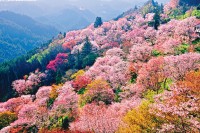 吉野山 桜